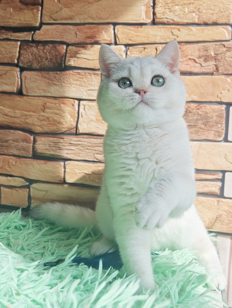Stefan British Shorthair male, black silver shaded