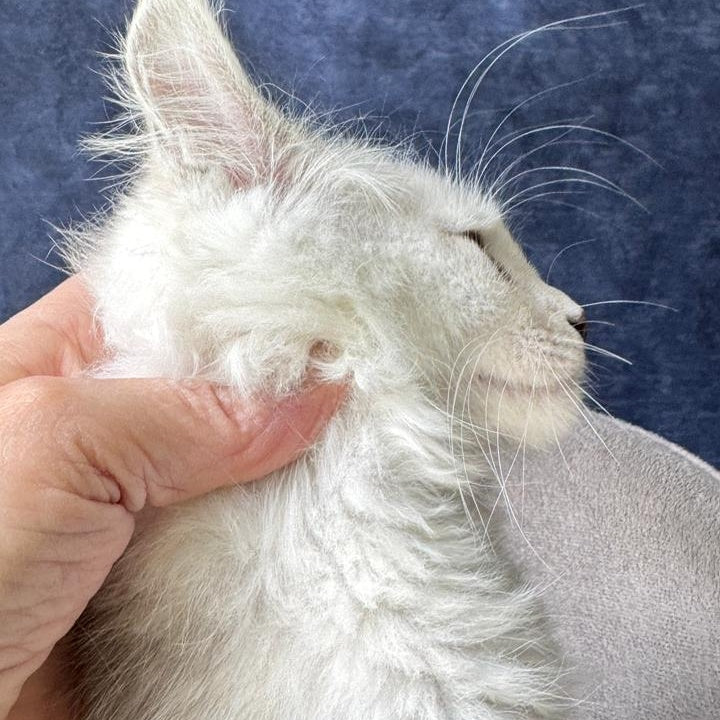 Wycliffe Maine Coon female, black silver shaded