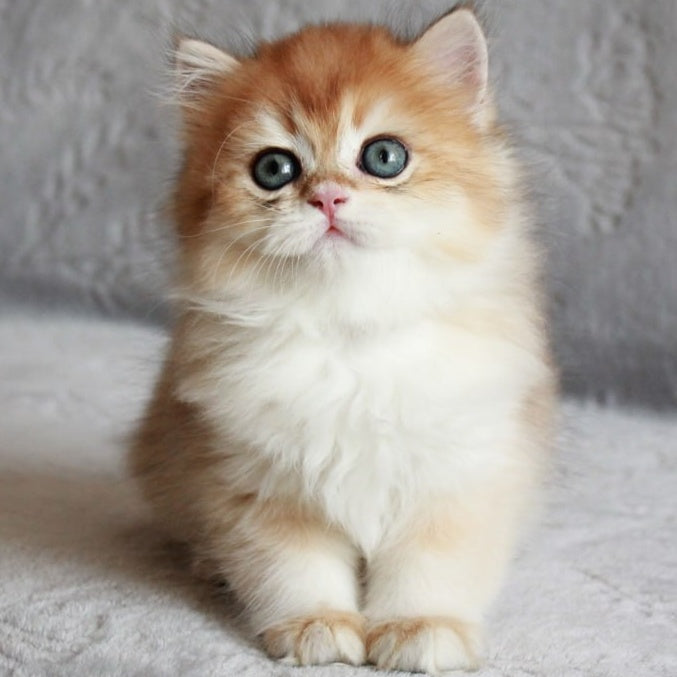 Kruasan British Longhair male, black golden chinchilla