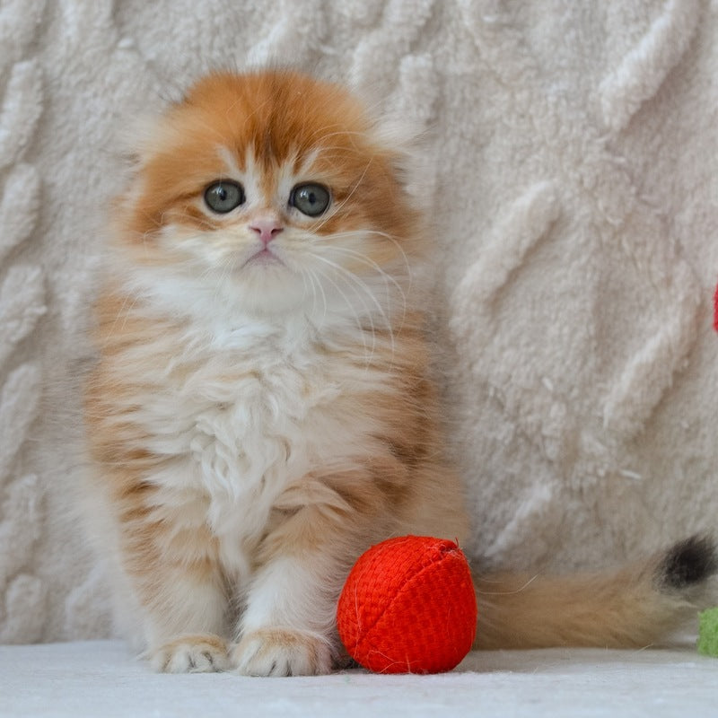 Archie Scottish Fold male black golden chinchilla - live animals