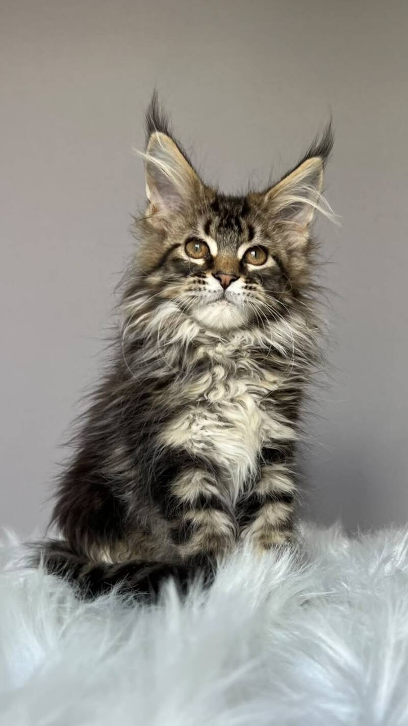 Fil Maine Coon male, black tabby