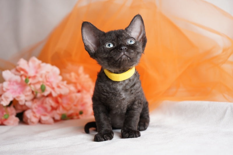Onigiri Devon Rex female, black