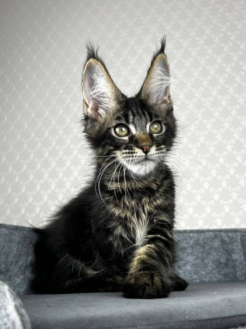Necko Maine Coon male, black tabby