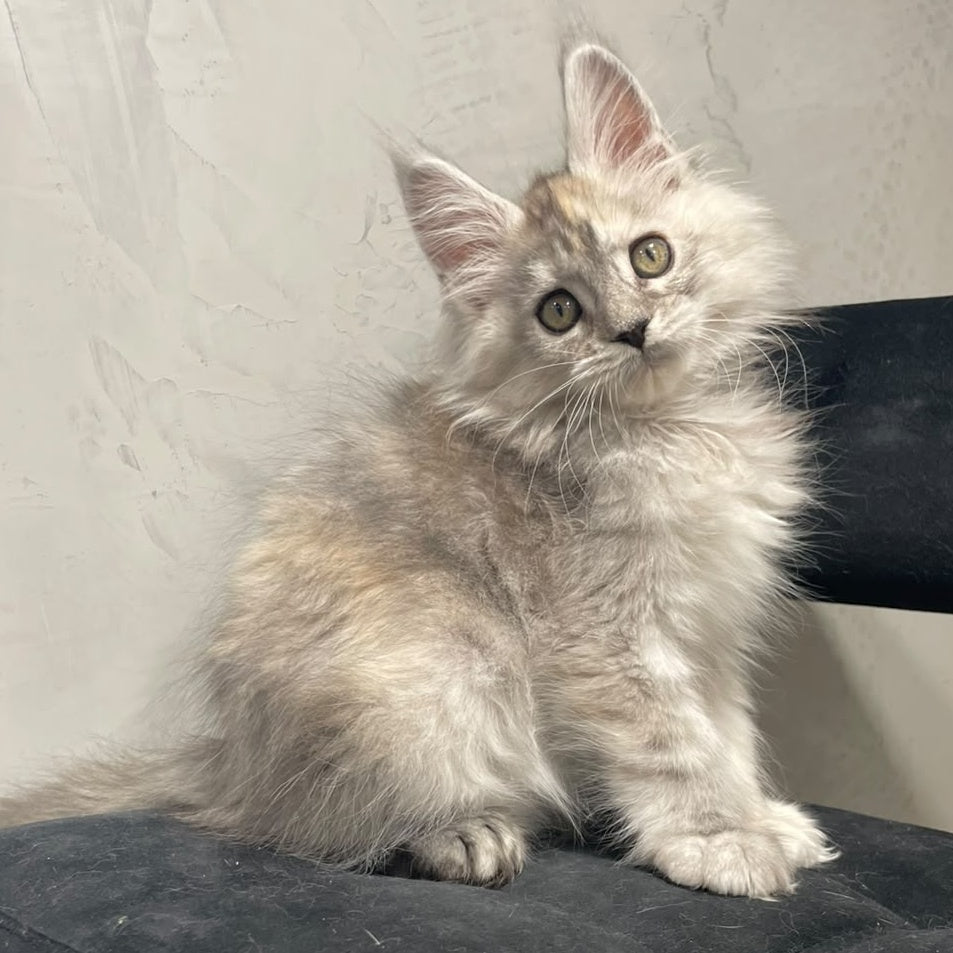 Tuffy Maine Coon polydactyl 5x6x6x6 female, black tortie silver