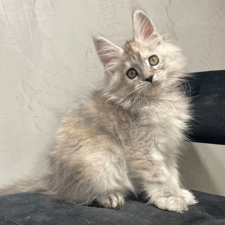 Tuffy Maine Coon polydactyl 5x6x6x6 female, black tortie silver
