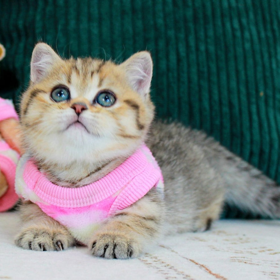 Kiara Munchkin female, chocolate golden spotted tabby