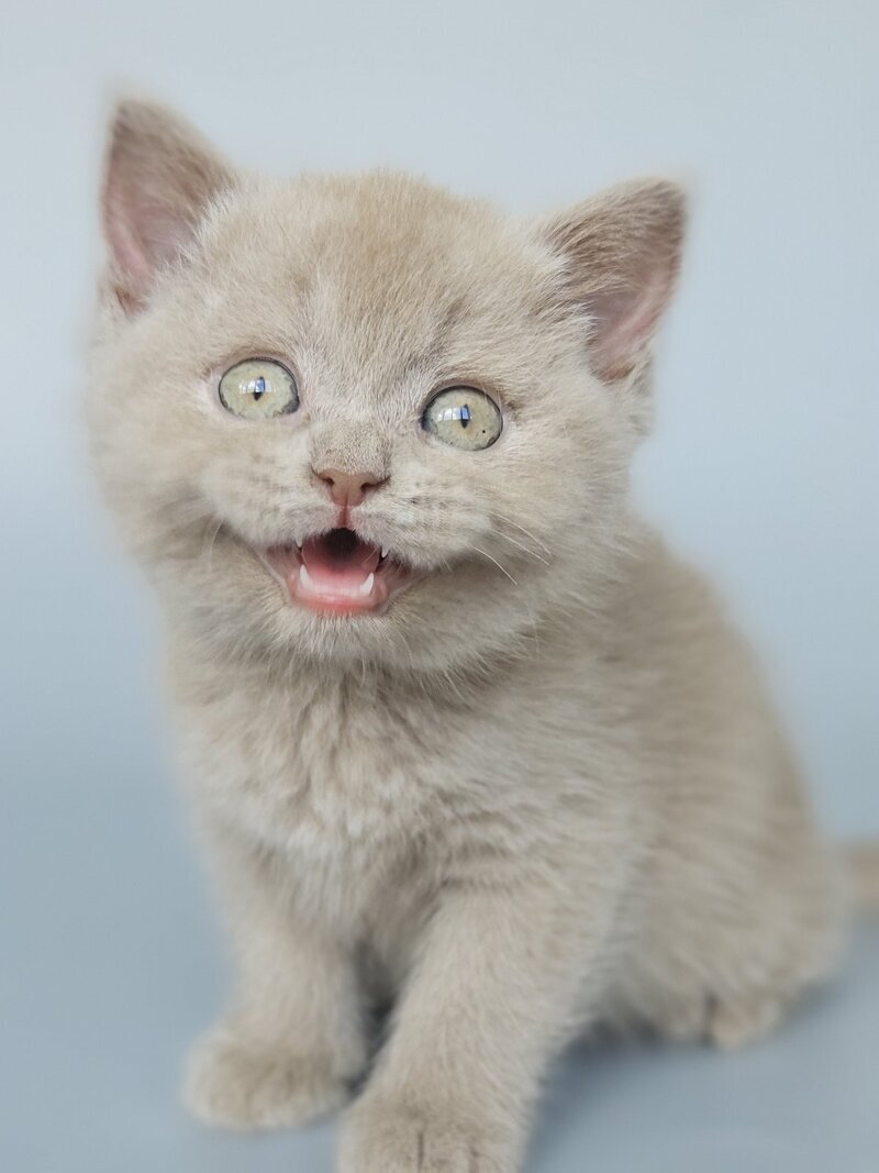 Aster British Shorthair female, fawn