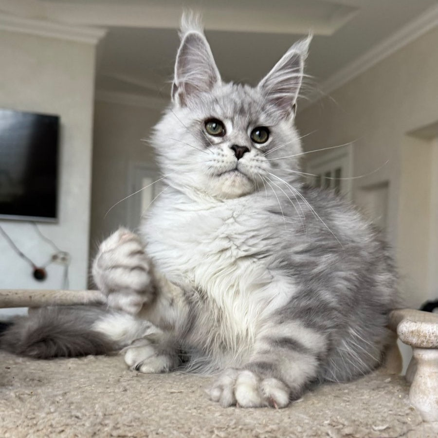 Paris Maine Coon male, black silver tabby