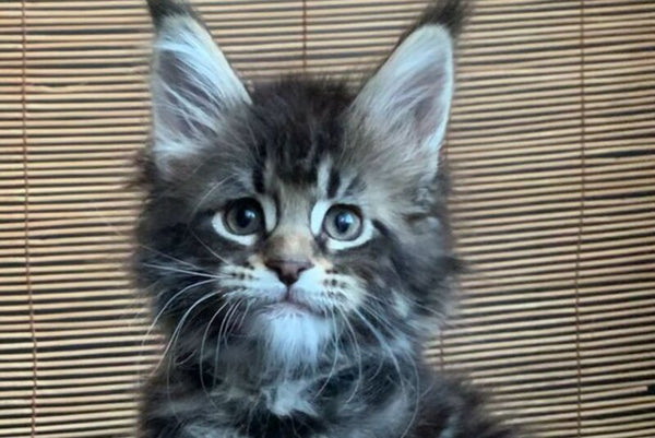 Lorelei Maine Coon female black tabby live animals