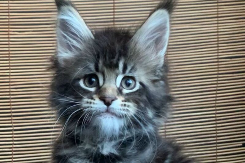 Lorelei Maine Coon female black tabby live animals