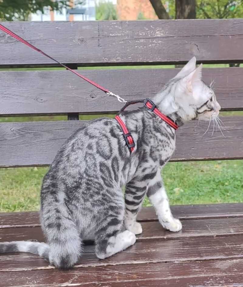 Loki Bengal male, blue silver spotted tabby