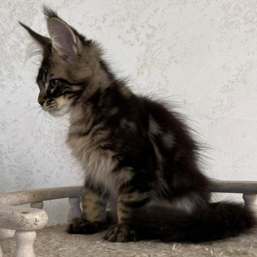 Kazanova Maine Coon male, black tabby