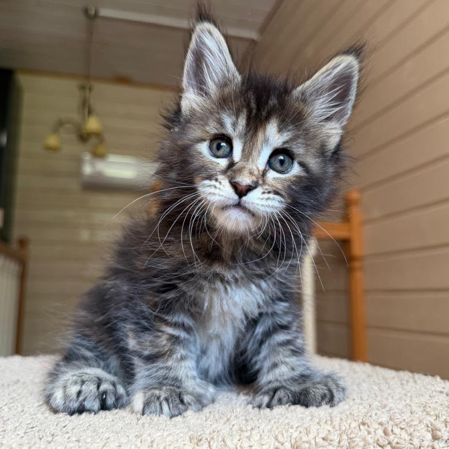 Bamboleilo Maine Coon polydactyl 6x6x6x7 female, black tortie with white tabby