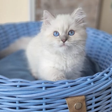 Dustin Siberian male, blue tabby pointed