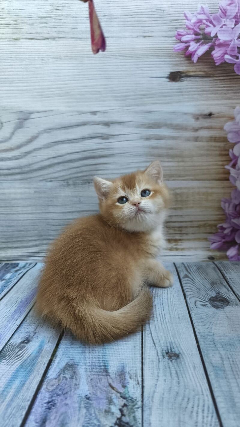 Sansara British Shorthair female black golden chinchilla live animals