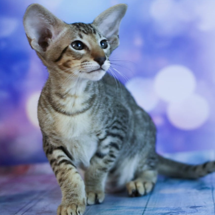 Perseus Oriental Shorthair male, black spotted tabby