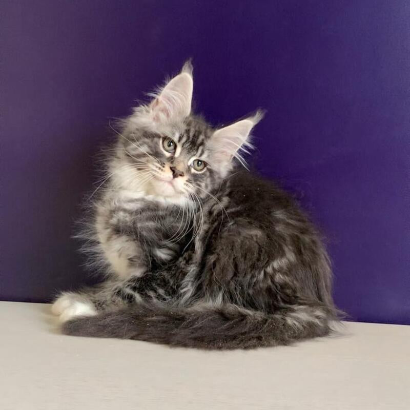 Quim Maine Coon male, black silver tabby with white
