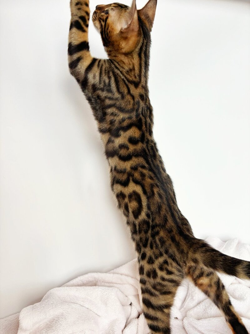 Lily Bengal female black spotted tabby - live animals