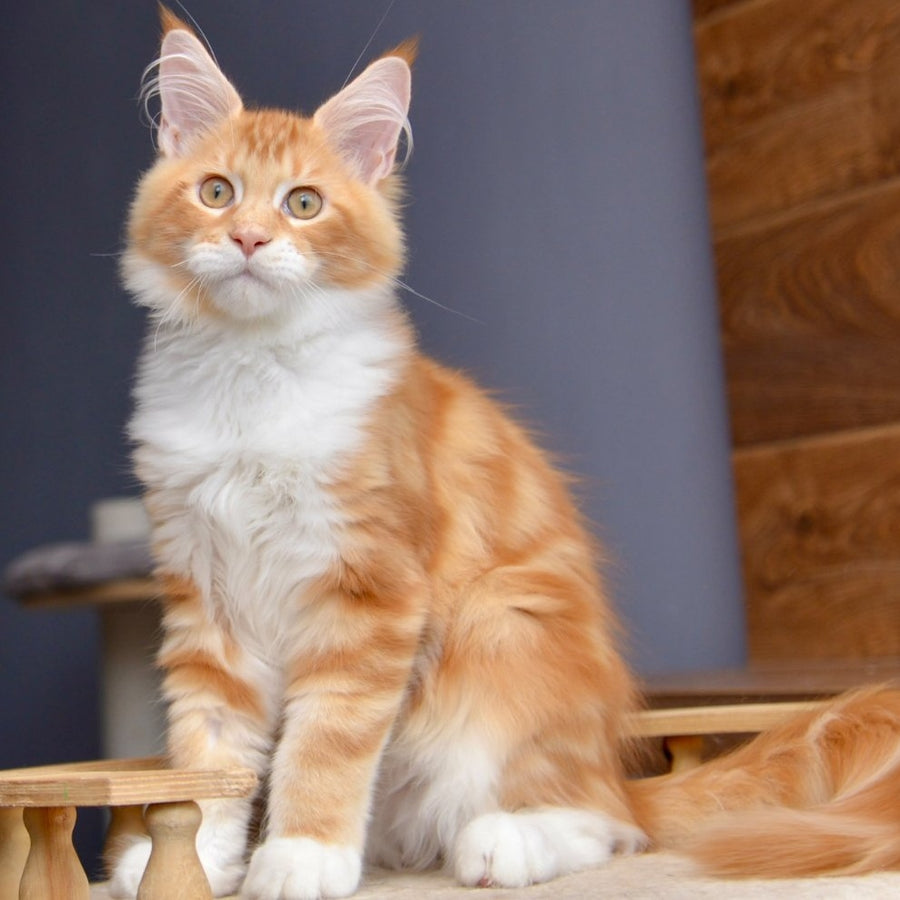 Xotil Maine Coon male, red with white tabby