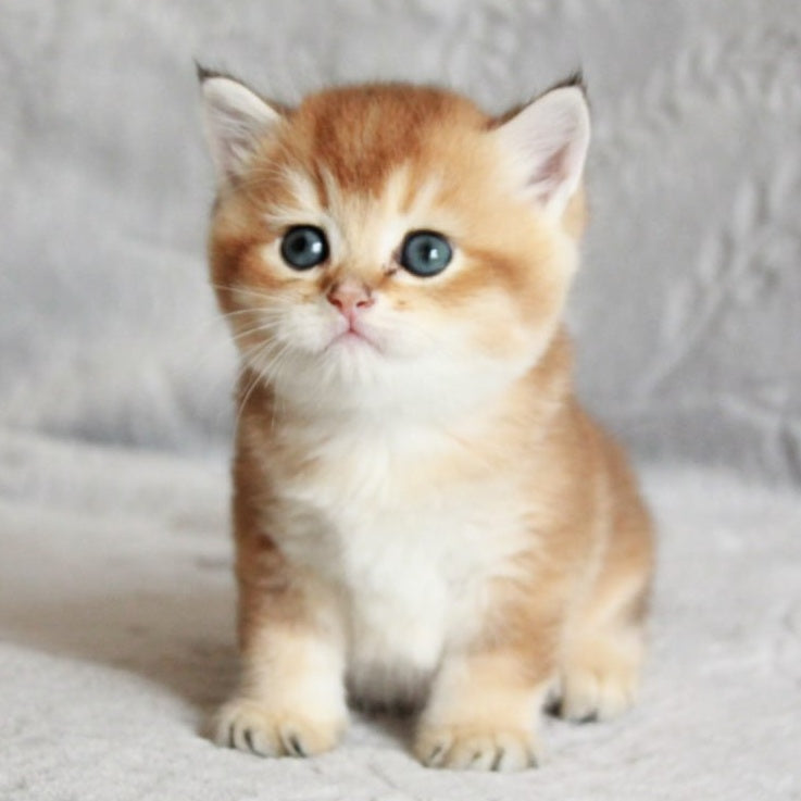 Latte British Shorthair male, black golden shaded