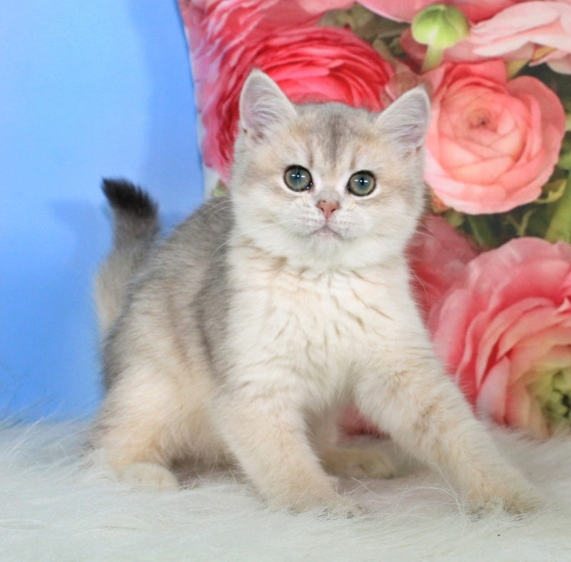 Princess British Shorthair female blue golden shaded - live animals