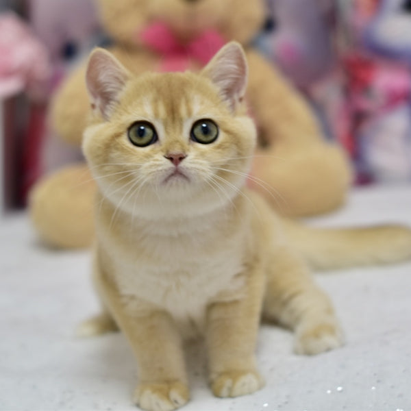 Candy British Shorthair female, black golden shaded