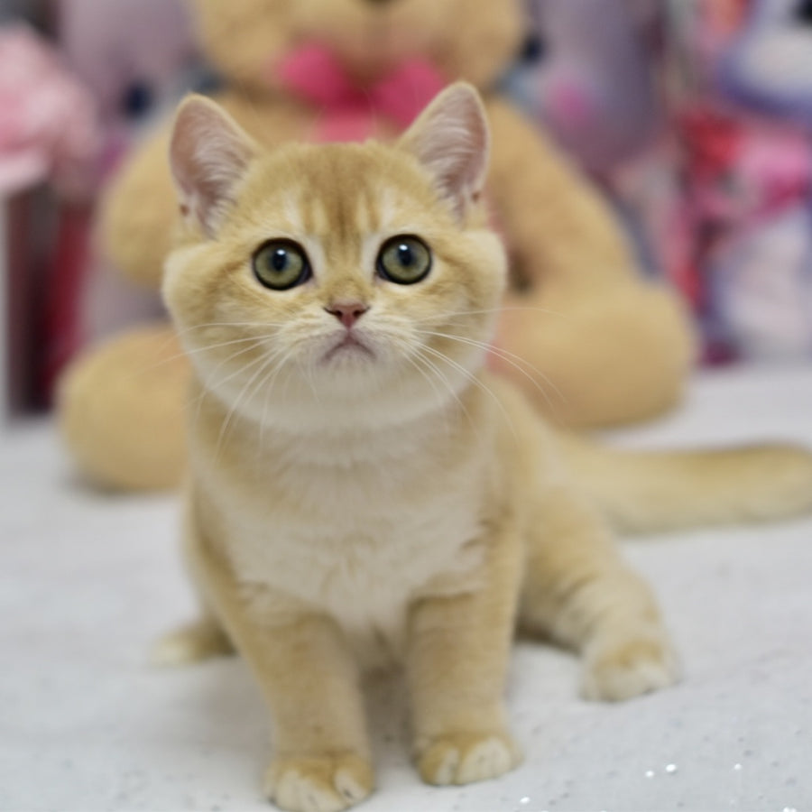 Candy British Shorthair female, black golden shaded