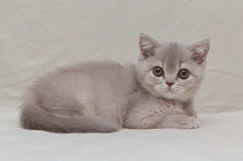 Nyasha British Shorthair female, lilac ticked tabby