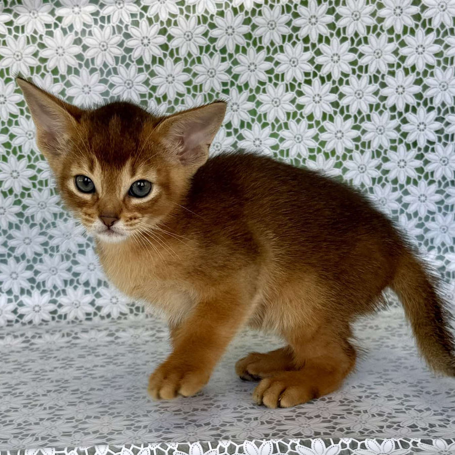 Hermes Abyssinian male, ruddy