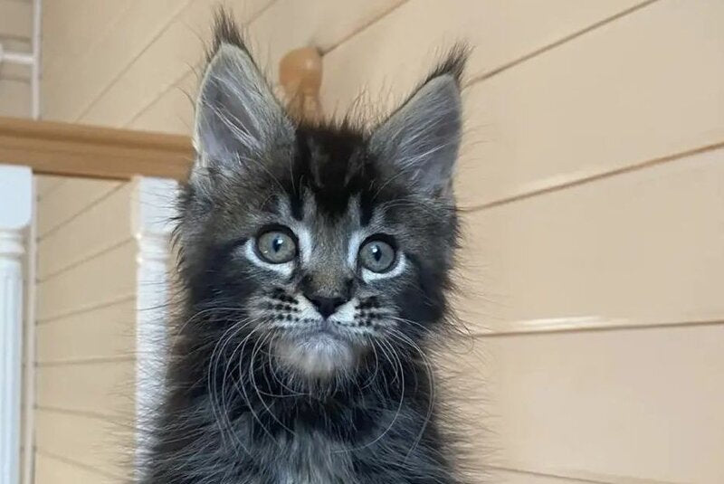 Infinity Maine Coon male black tabby live animals