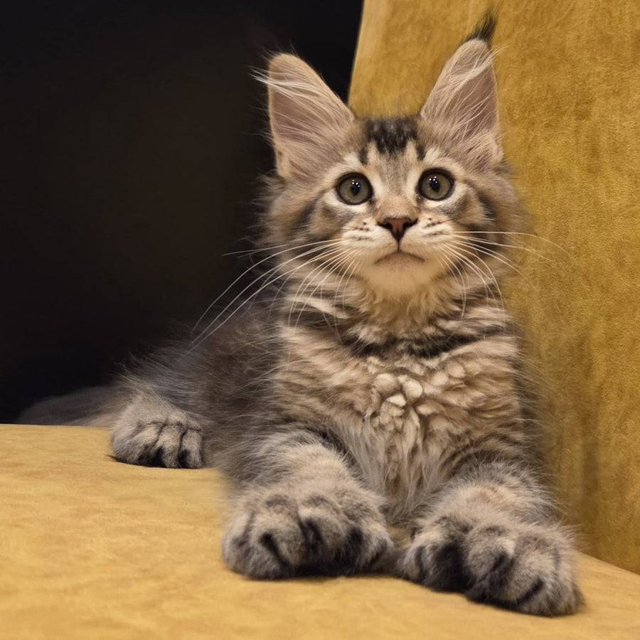 Ruslana Maine Coon polydactyl 6x6x6x6 female, black golden ticked tabby