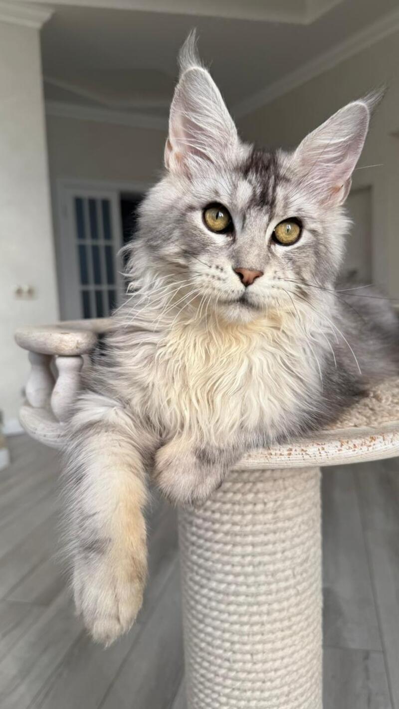 Jerry Maine Coon male, black silver ticked tabby