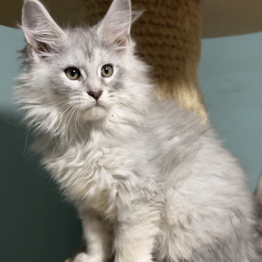 Hello Kitty Maine Coon female, blue silver spotted tabby