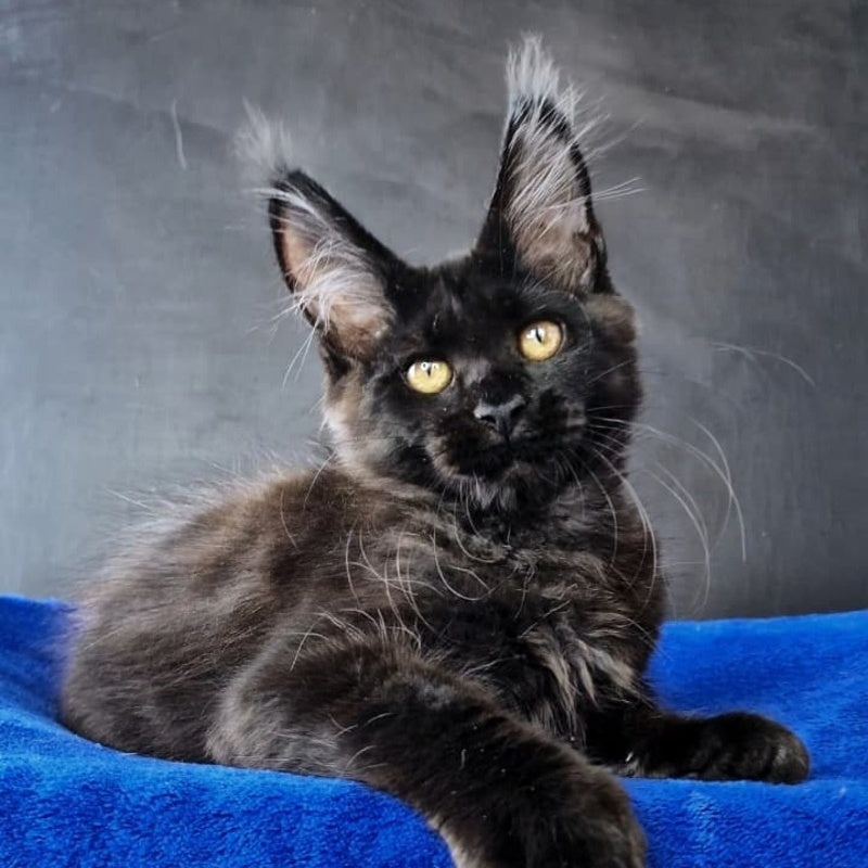 Kira Loren Maine Coon female, black