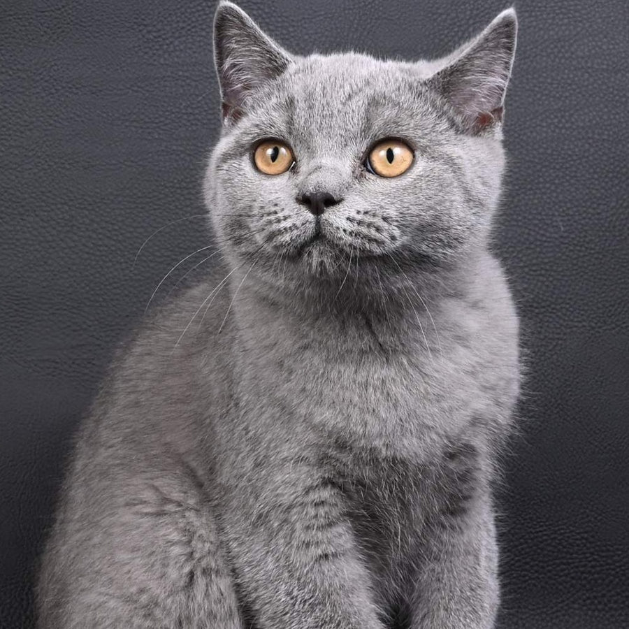 Earl Grey British Shorthair male, blue