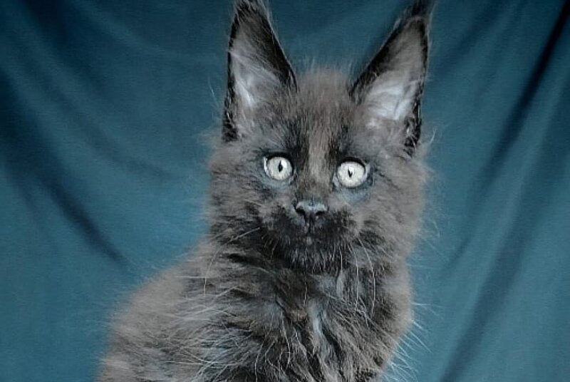 Vol Maine Coon male, black