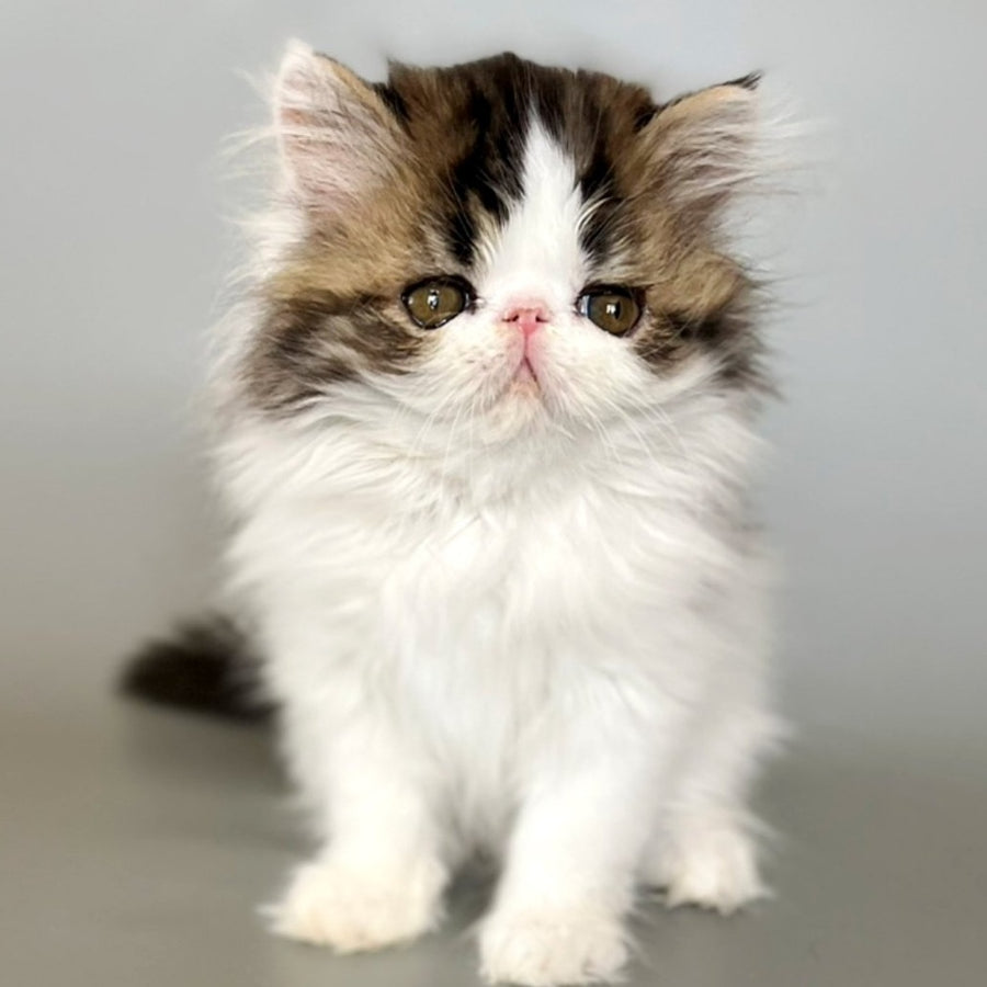 Armani Persian male, black spotted tabby van