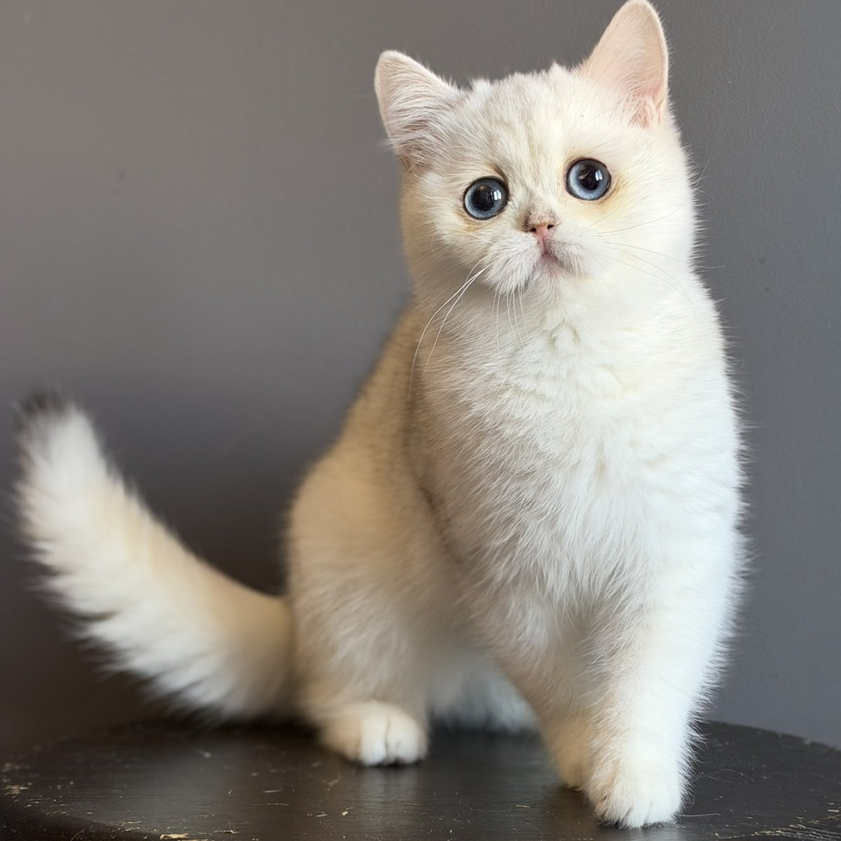 Vika British Shorthair female, black silver chinchilla