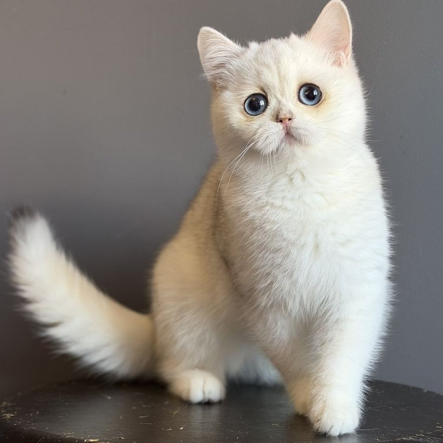 Vika British Shorthair female, black silver chinchilla