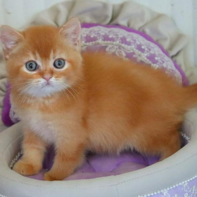 Moshe British Shorthair male, red