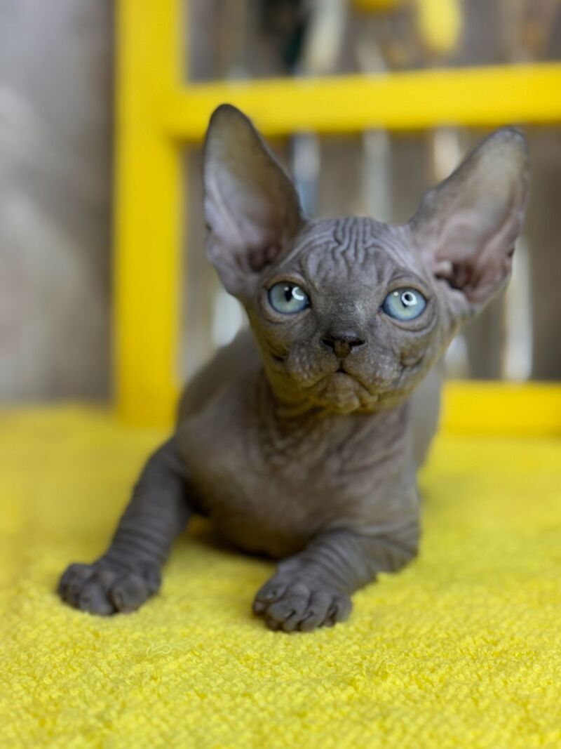 Gucci Canadian Sphynx male, blue