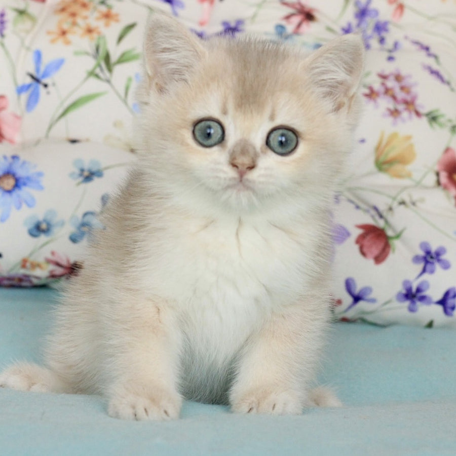 Webster British Shorthair male, blue golden chinchilla