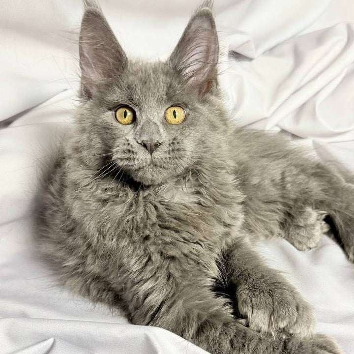 Fablette Maine Coon polydactyl 6x6x6x6 female, blue silver with white