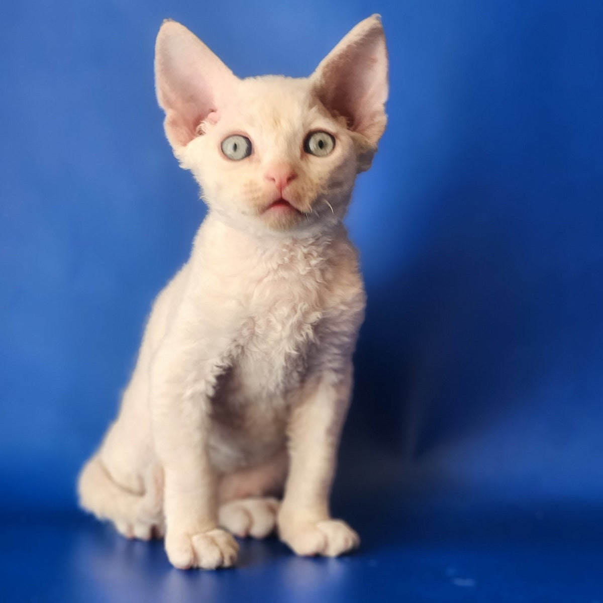 Maria Devon Rex female, chocolate tabby pointed