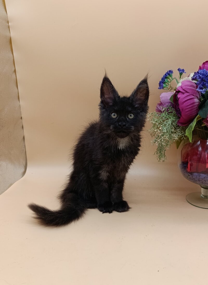 Isabelle Maine Coon female black silver - live animals