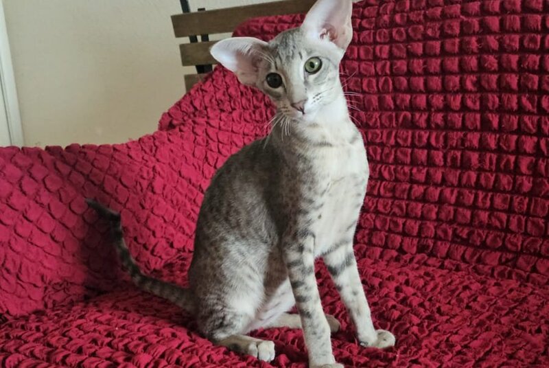 Richard Oriental Shorthair male blue spotted tabby - live animals