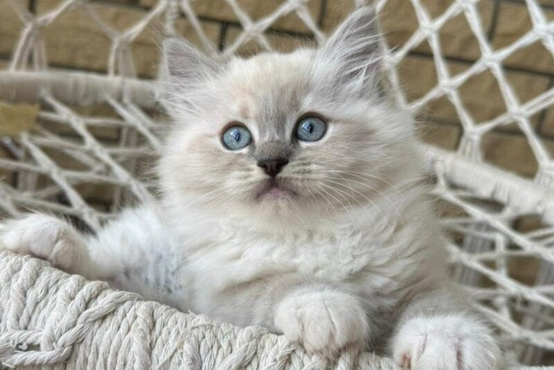 Even Siberian male, blue pointed bicolour