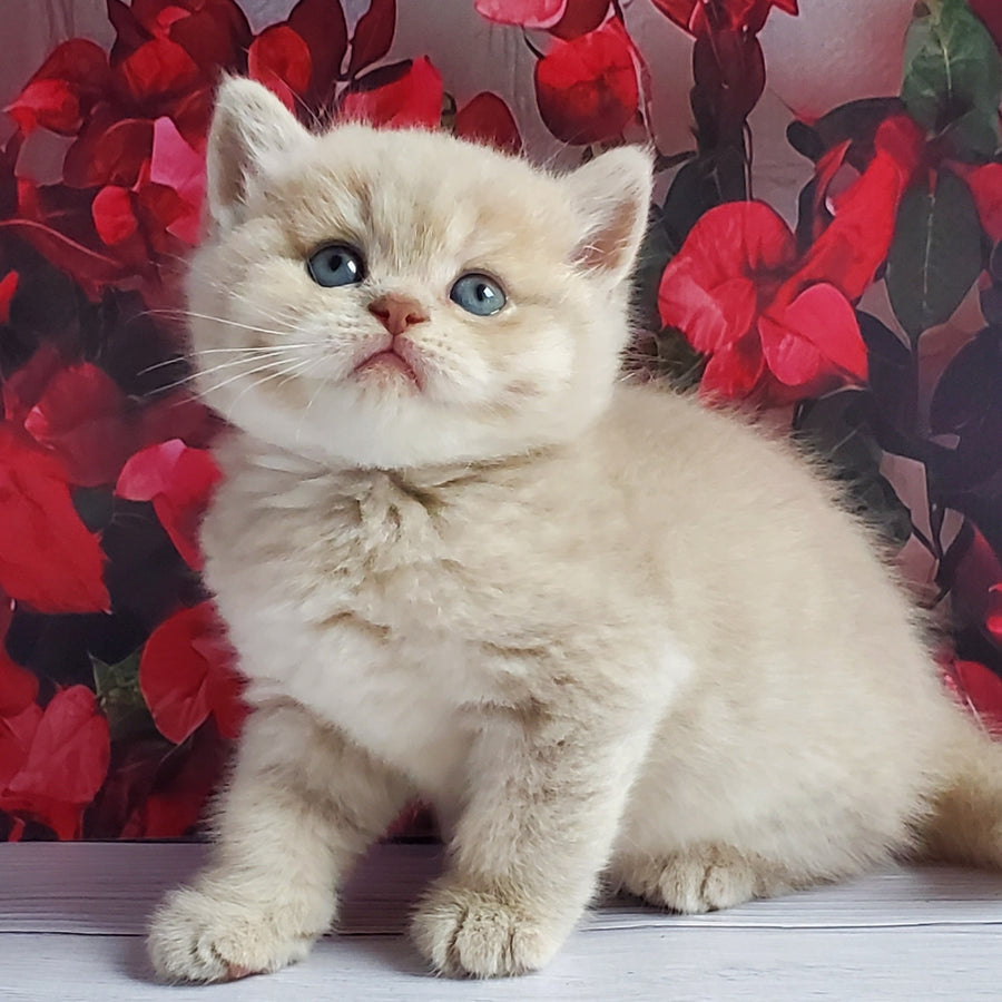 Holden British Shorthair male, lilac golden shaded