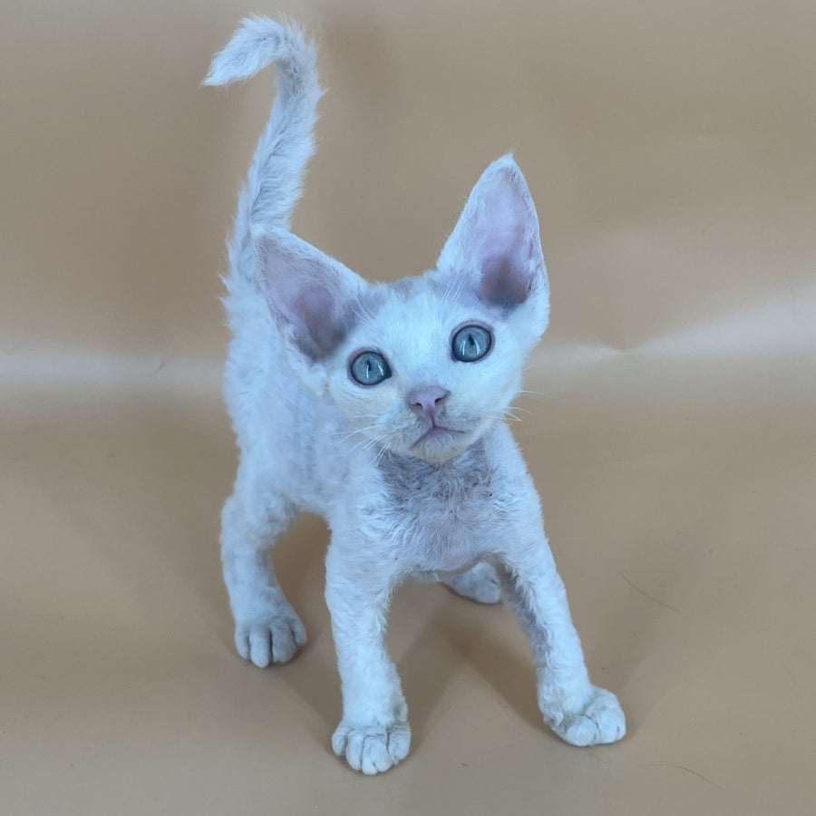 Arni Devon Rex male, white