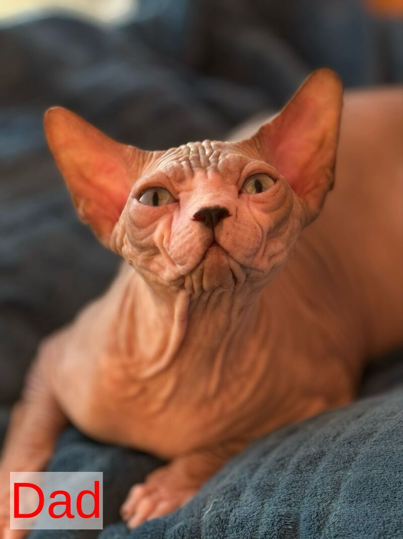 Adel Canadian Sphynx male, blue